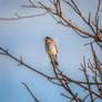 Winter Sparrow