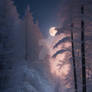 Moonlit Snowscape