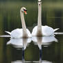 Symphony of Swans