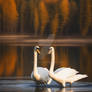 Symphony of Swans