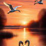 Sunset Swans