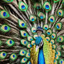 Vibrant Plumage