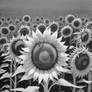 Sunflower Field