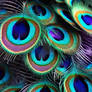 Iridescent Plumage