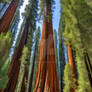 Majestic Sequoias