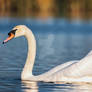 Serenity Swan