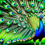 Vibrant Peacock