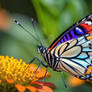 Vibrant Butterfly Dance