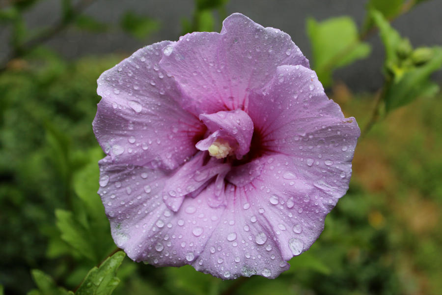 MACRO: Purple Droplets