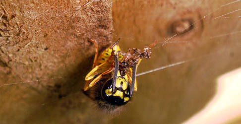 wasp chowing down