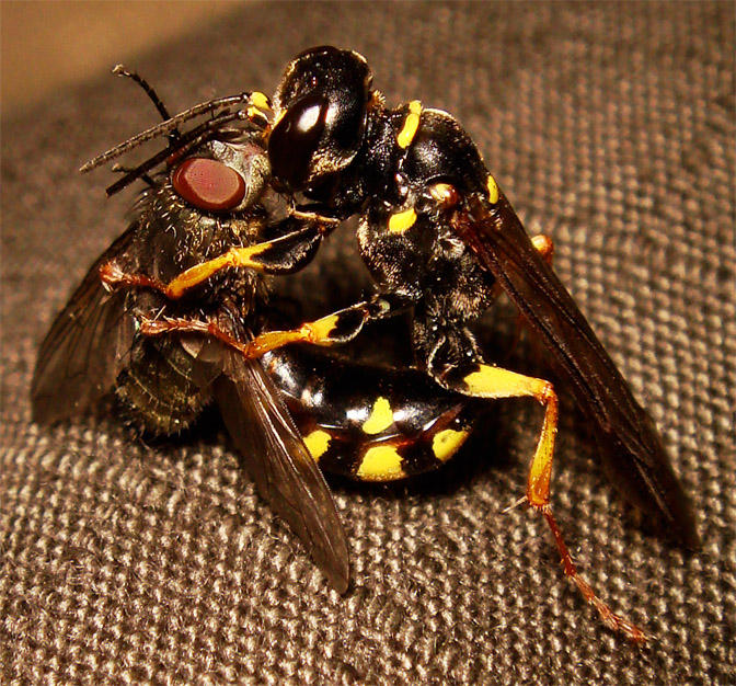 Wasp Riding Another Insect wasp caught fly 1 by Statross on DeviantArt