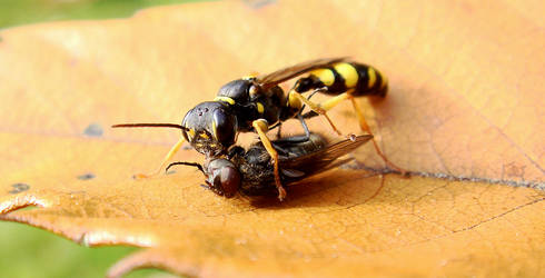 wasp caught fly 2