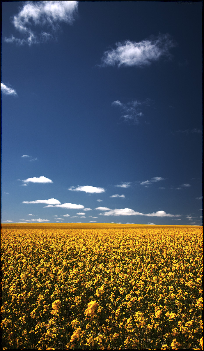 Solar Fields