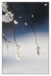 Snow flowers