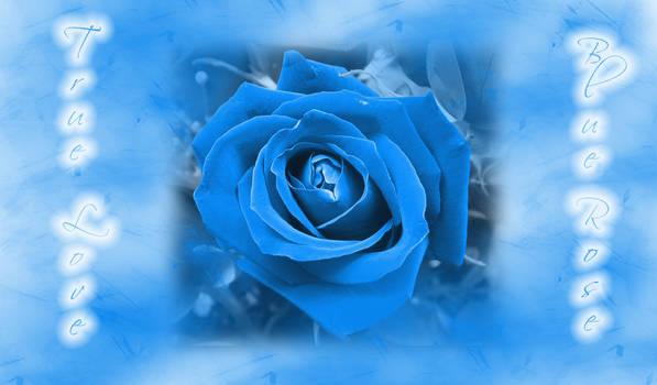 True Love Blue Rose