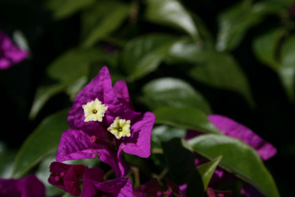 Purple Flowers by demock4 on DeviantArt