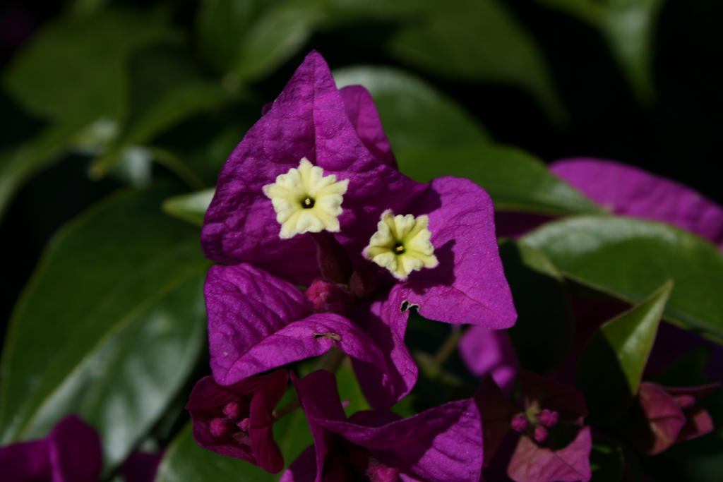 Purple Flowers 5 by demock4 on DeviantArt