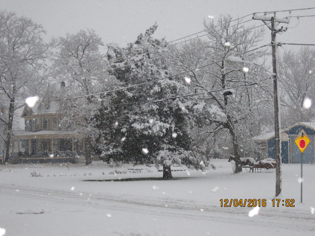 Snow in the tree