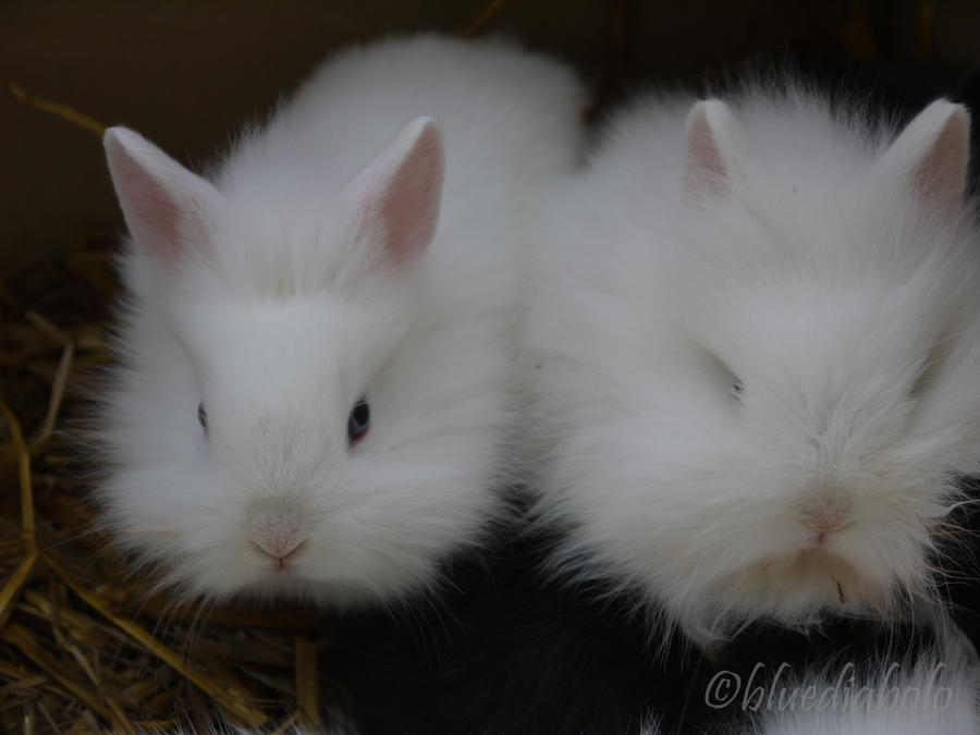 Fluffy white ones by bluediabolo on DeviantArt
