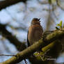 Fringilla coelebs singing2