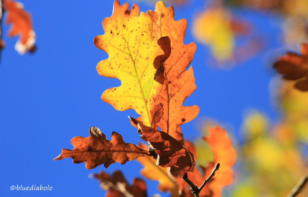 Autumn by bluediabolo