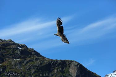 White tailed Sea Eagle