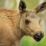 Baby Moose