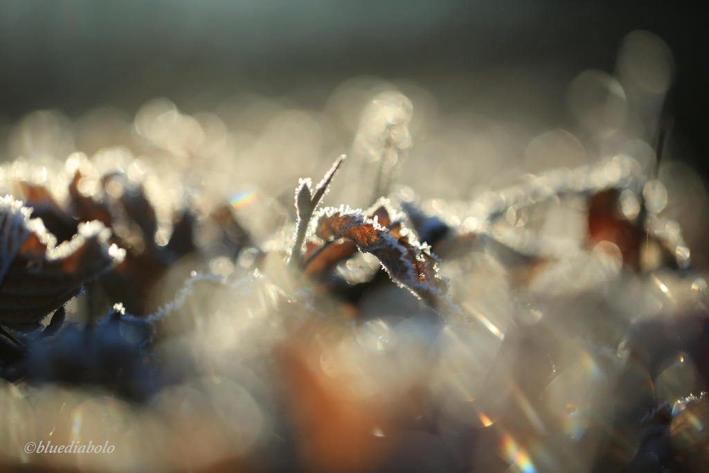 One frosty Morning