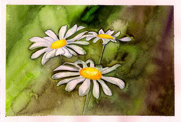 Watercolor Daisies