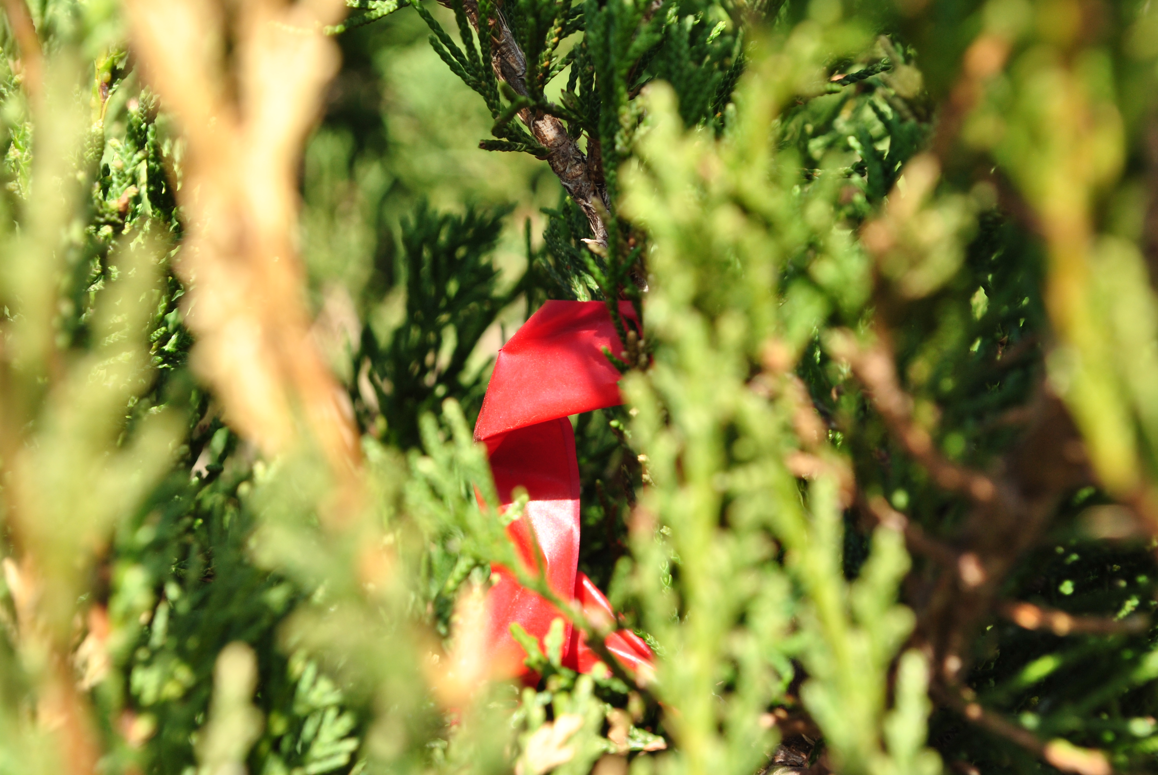 Red ribbon tied to a branch