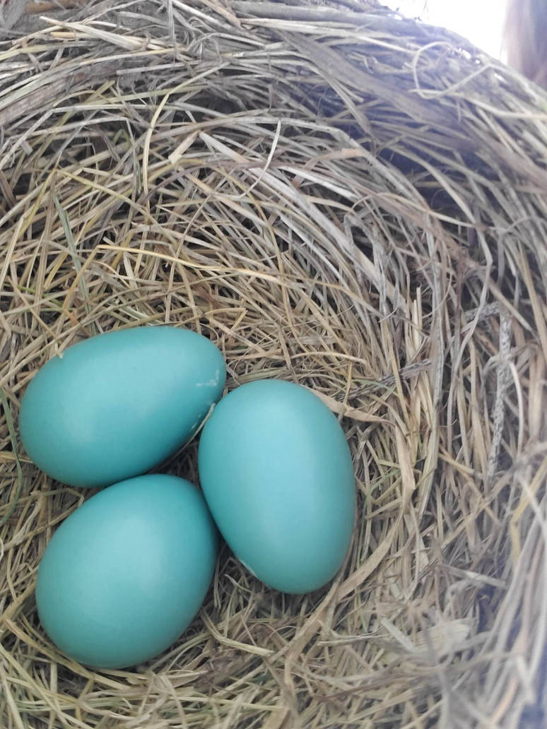 Robin Eggs By GuardianoftheSnow On DeviantArt