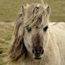 Dartmoor pony