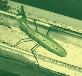 Praying Mantis