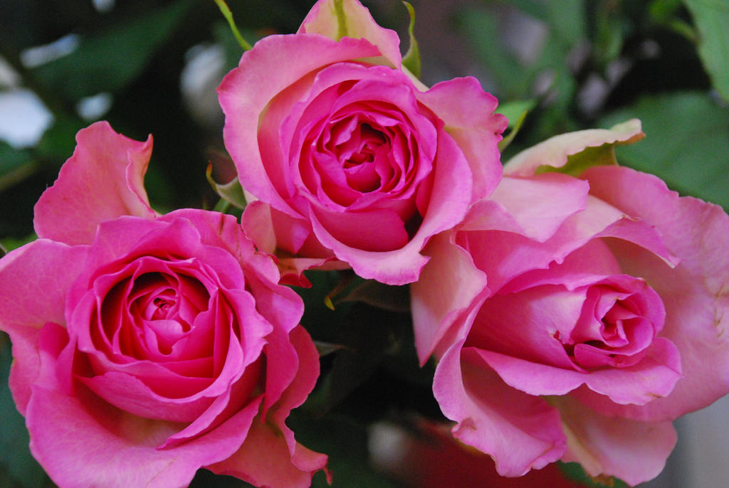 Pink Roses Creations Pink Roses by ElenaMarLeng on DeviantArt