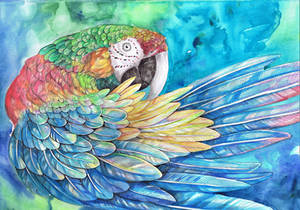 Rainbow Macaw