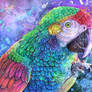 Rainbow Macaw