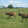 elk two male