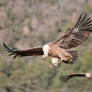 GRIFFON VULTURE 2