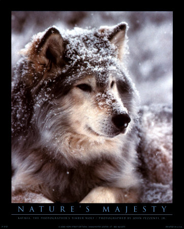 Another Chilling Wolf