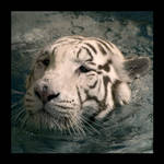tigre2 by thescal