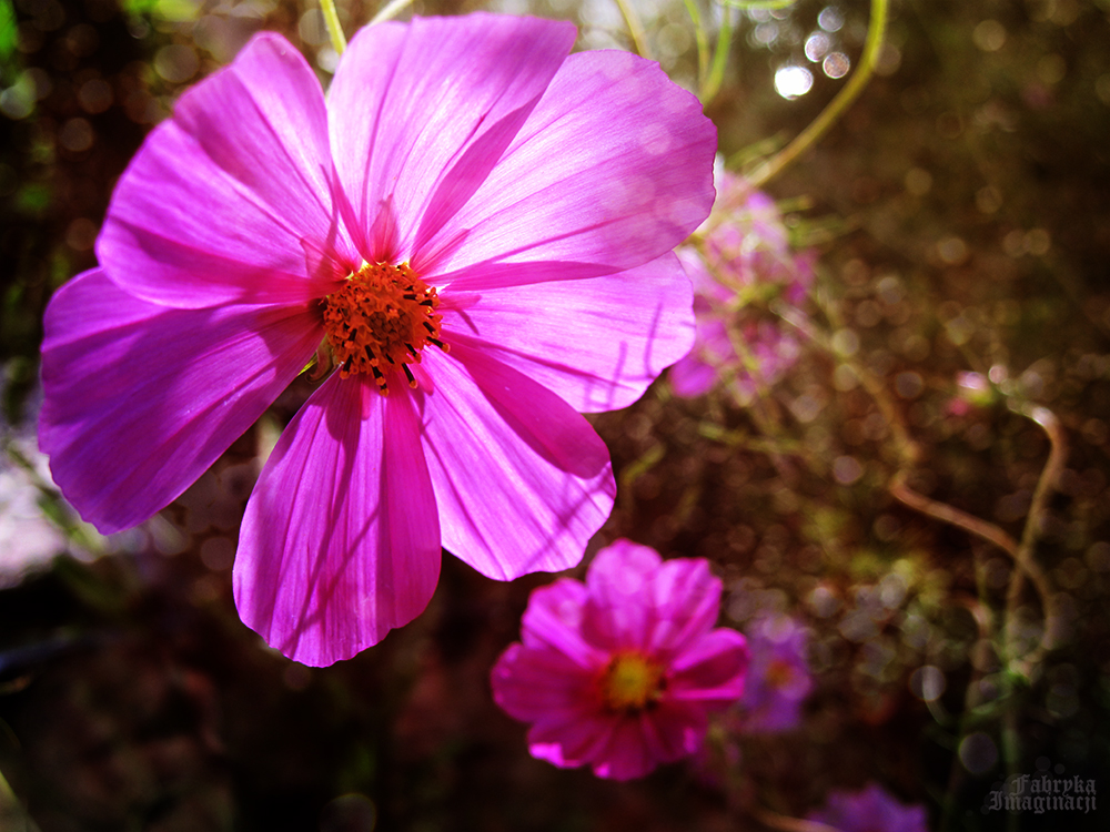 The Garden Cosmos