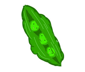 pea pod