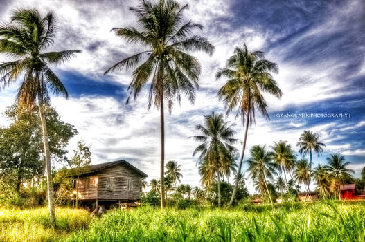 paddy field