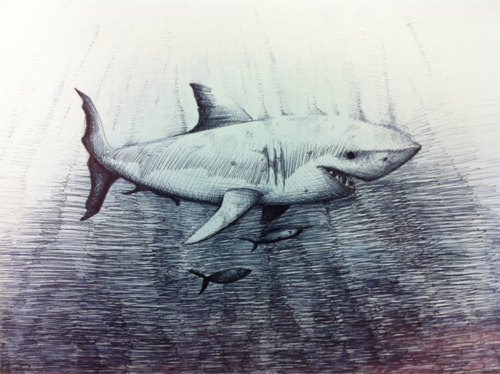 shark sketch in pen