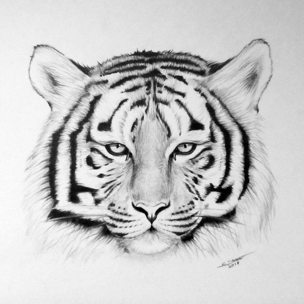 Tiger Drawing