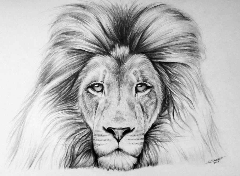 Нарисовать животных простым карандашом. Лев рисунок. Лев карандашом. Нарисовать Льва. Красивые рисунки карандашом.