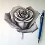 Rose Drawing