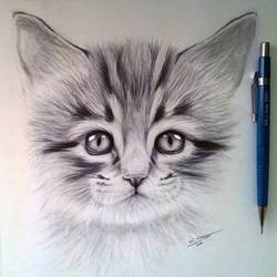 Kitten Drawing