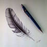 Feather Drawing Study