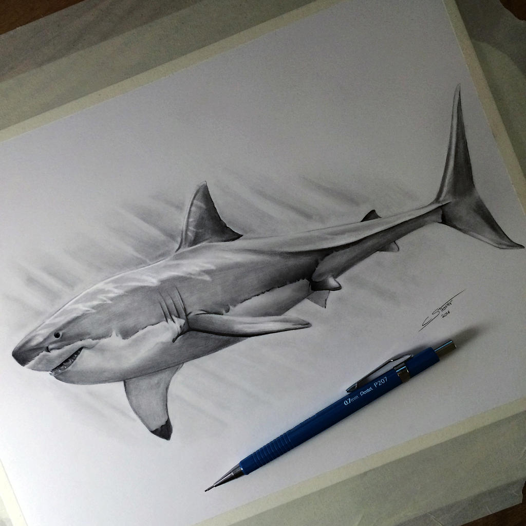 How To Draw Realistic Shark how-to-draw-realistic-shark